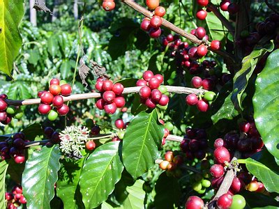 coffee plant