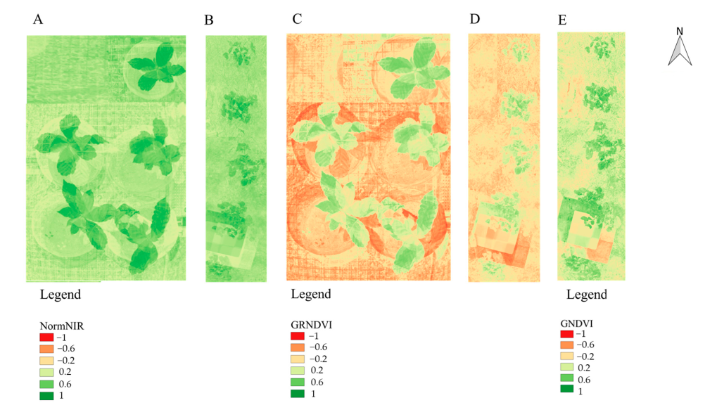 coffee plant vegetation index images
