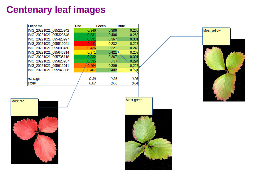 malling centenary strawberry imaging
